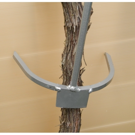 Stammerenser til vinstokke