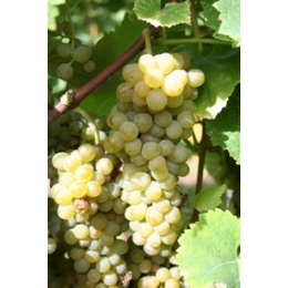 Solaris-vinplante