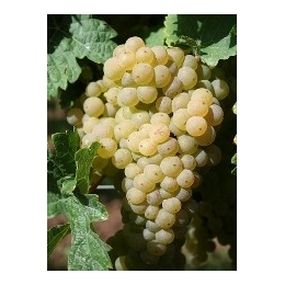 Johanniter-vinplanter