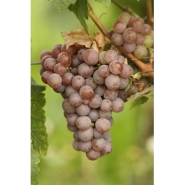 Gewurztraminer-vinplante