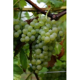 Orion-vinplante