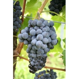 Cabernet-Cortis-vinplanter