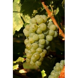 Sauvignon-Blanc-vinplanter
