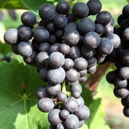 Blauer Spatburgunder
