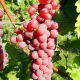 Souvignier-Gris-vinplante
