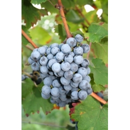 Cabernet-Noir-vinplanter