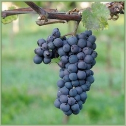 Leon-Millot-vinplante