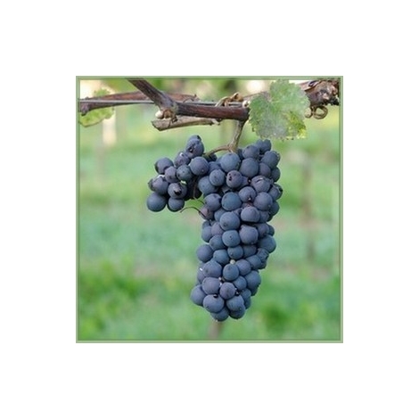 Leon-Millot-vinplante