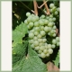 Riesling-vinplante