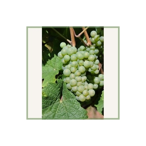 Riesling-vinplante