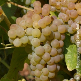 Calardis Blanc -vinplanter