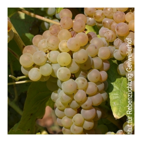 Calardis Blanc -vinplanter