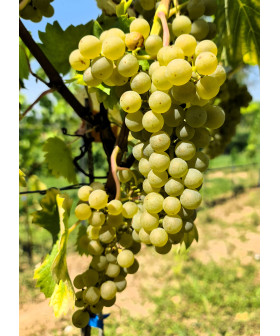 Johanniter vinplanter – stort udvalg af vinplanter – bestil nu