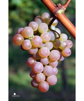 Bolero vinplanter – stort udvalg af vinplanter – bestil nu