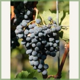 Cabernet-Cantor-vinplante