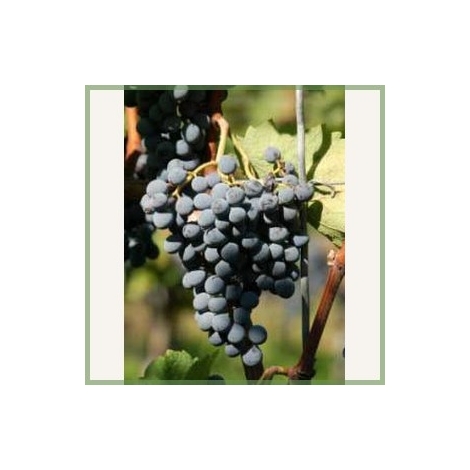 Cabernet-Cantor-vinplante