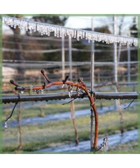 Frostsikring af vinmark