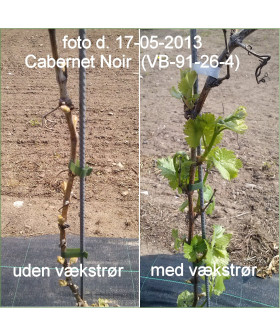 Vækstrør med eller uden?